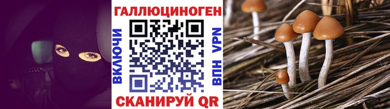 Псилоцибиновые грибы Psilocybe  Нальчик 